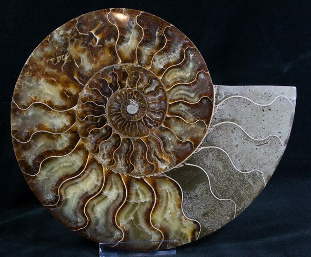 Split Ammonite Half - Agatized Chambers #7572